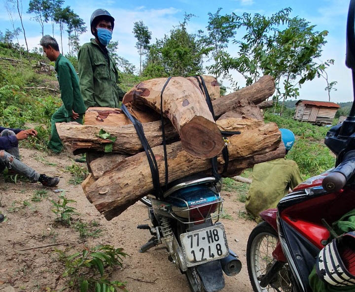 Phá rừng bảo tồn Ea Sô: Cần điều tra đầu nậu, cắt cung - cầu gỗ lậu